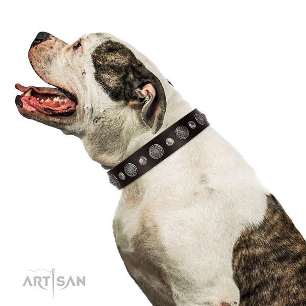 Amazing full grain leather dog collar with rust resistant traditional buckle