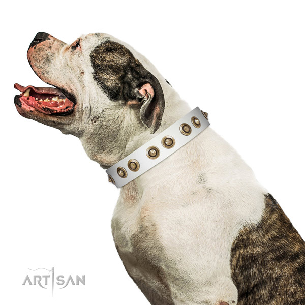 Comfy wearing dog collar of natural leather with incredible studs
