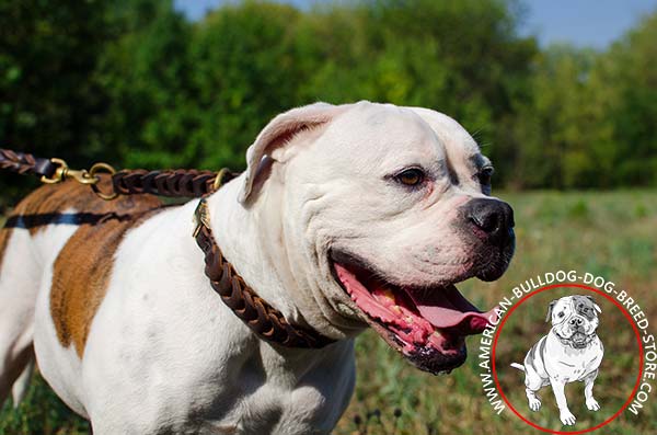 American Bulldog Collar with Non-corrosive Fastener