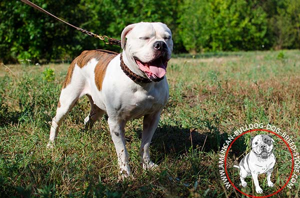  Braided Leather Choke Collar for Safe American Bulldog Walking