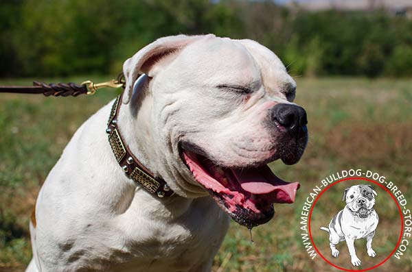 Gorgeous Leather Dog Collar with Massive Engraved Plates and Cones