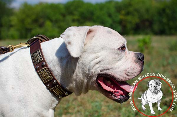 Adjustable in Size Dog Collar with Brass Non-corrosive Hardware