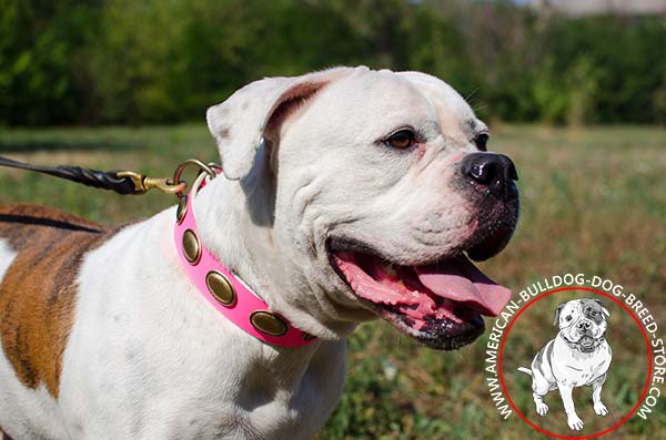 Pink Collar with Brass Oval Plates for Fashionable American Bulldog