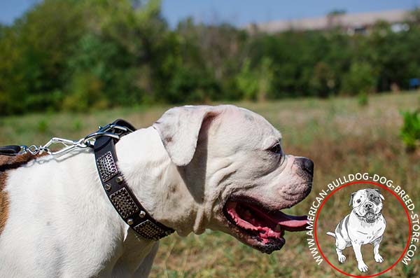 Strong Leather American Bulldog Collar with Nickel-plated Hardware