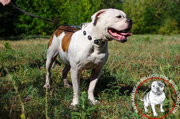 Comfortable Decorated American Bulldog Collar with Rust-free Hardware