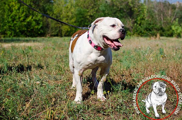 New Design Pink Leather American Bulldog Collar