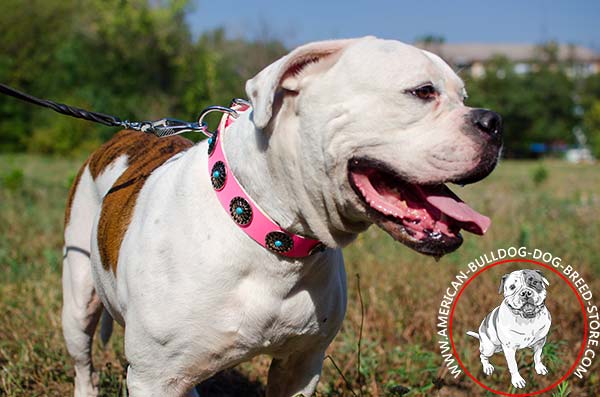 Attractive American Bulldog Collar Decorated with Silver-like Conchos