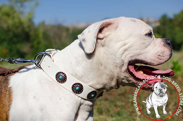 White Dog Collar with Shiny Conchos and Blue Stones