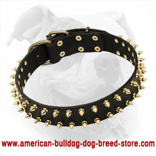 Decorated Leather American Bulldog Collar