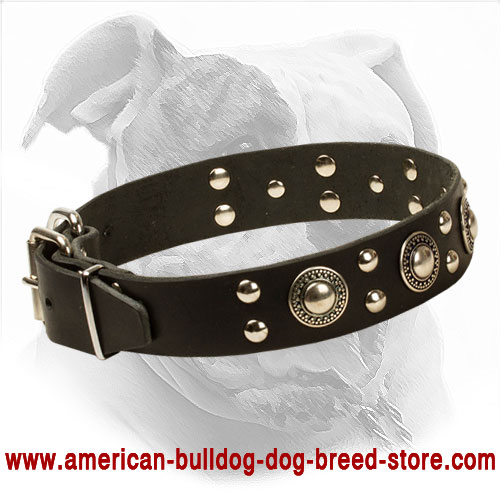 Decorated Leather American Bulldog Collar