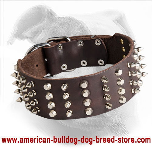 Decorated Leather American Bulldog Collar