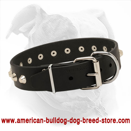  Leather American Bulldog Collar with Buckle