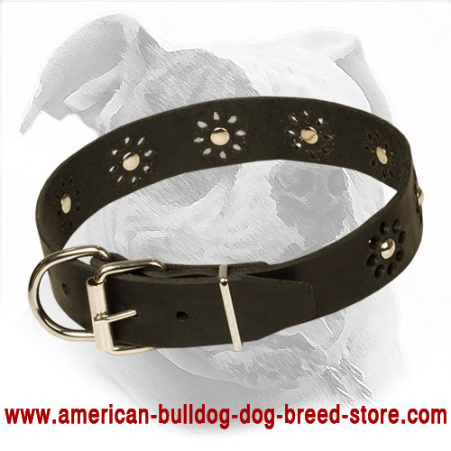  Leather American Bulldog Collar with Strong Buckle