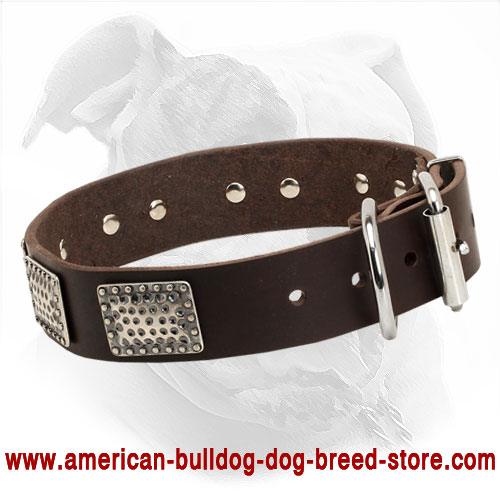  Leather American Bulldog Collar with Buckle