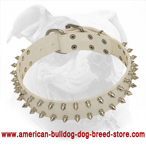 Strong White Leather American Bulldog Collar