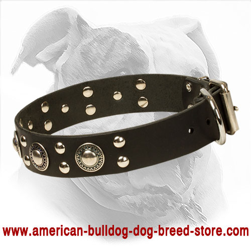  Leather American Bulldog Collar with Strong Buckle