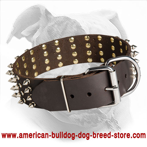 Riveyed Leather American Bulldog Collar