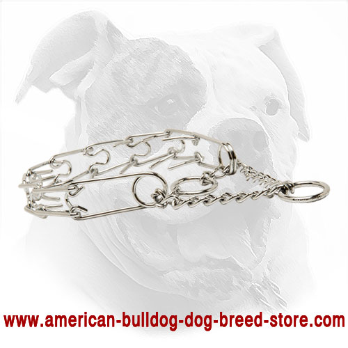 Obedient Pinch American Bulldog Collar