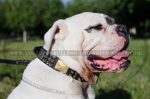 Everyday Walking Leather Dog Collar