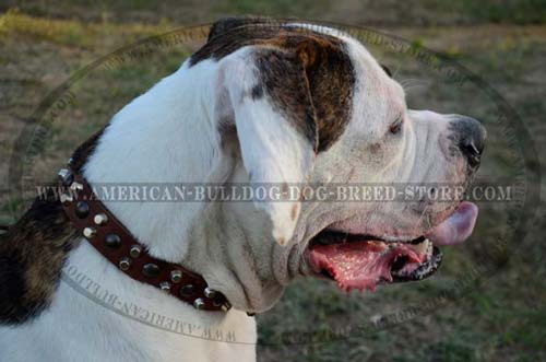 Best Canine Collar for Walking and Training American Bulldog Breed