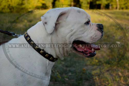 Fashion Leather Canine Collar for American Bulldog Walking