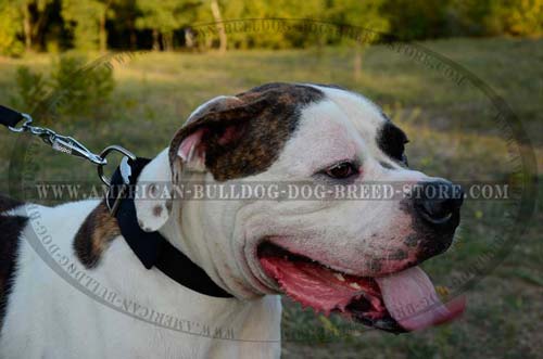 Lightweight Nylon Collar for American Bulldog