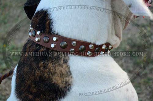 High Quality Leather Dog Collar Provides Maximum Comfort for the American Bulldog