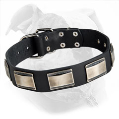 Leather Collar for American Bulldog Walking