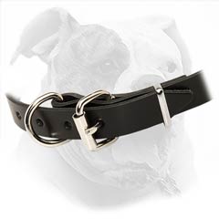 American Bulldog Collar made of high quality materials