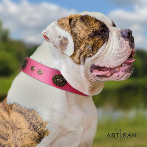 American Bulldog stunning leather dog collar with studs for daily use