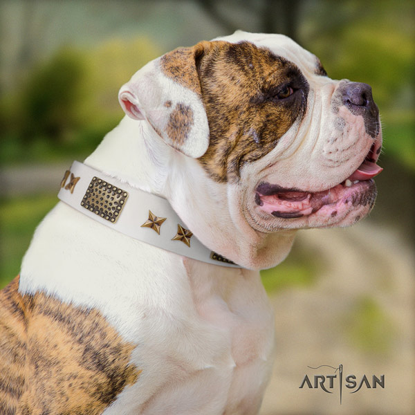 American Bulldog stylish leather dog collar with studs for everyday use