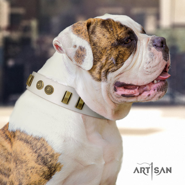 American Bulldog exceptional full grain leather dog collar with studs for comfortable wearing