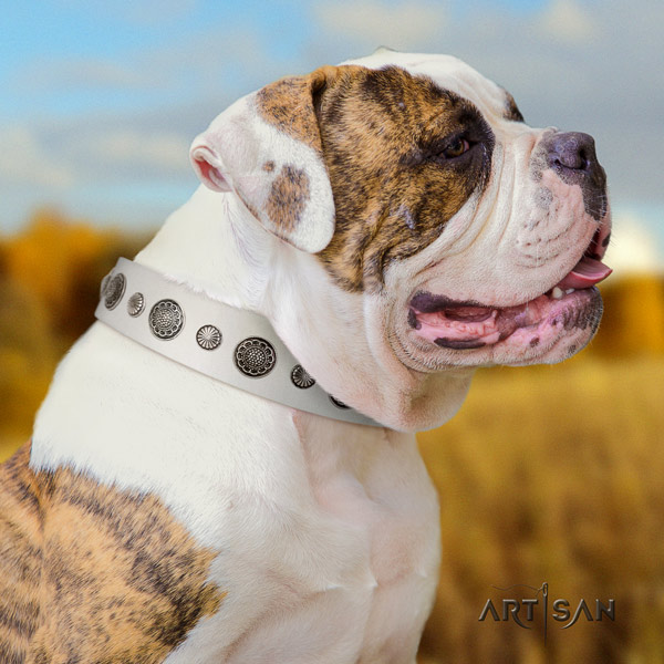 American Bulldog remarkable genuine leather dog collar with studs for fancy walking