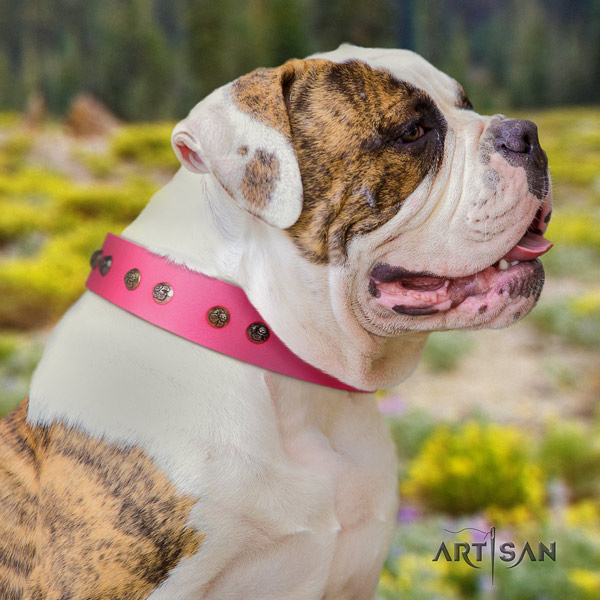 American Bulldog unusual leather dog collar with embellishments for daily walking