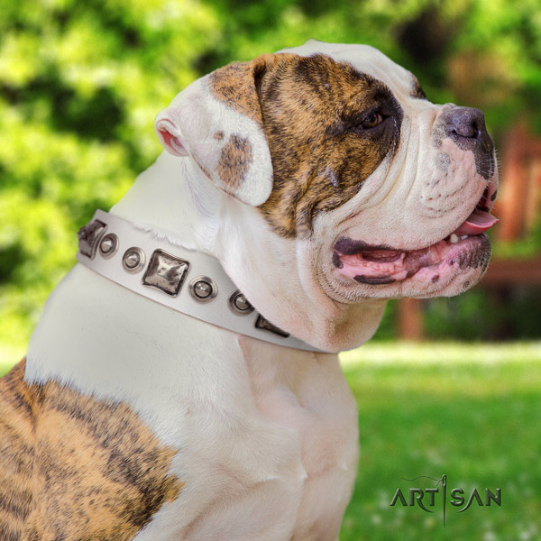 American Bulldog stunning leather dog collar with decorations for handy use