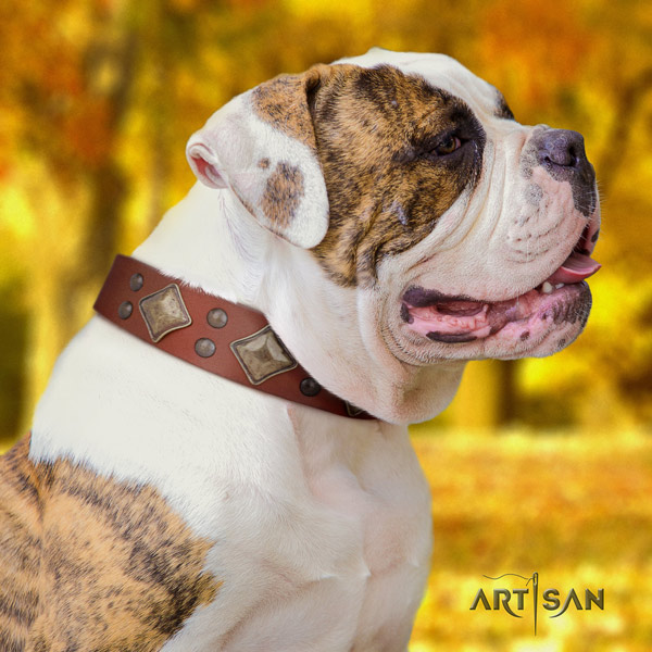 American Bulldog exquisite full grain leather dog collar with embellishments for basic training