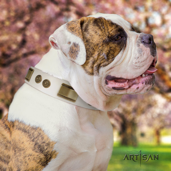 American Bulldog remarkable genuine leather dog collar with studs for everyday walking