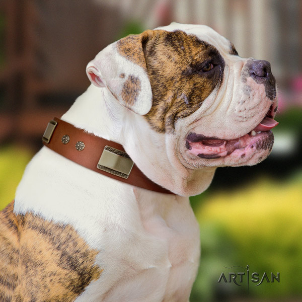 American Bulldog exquisite leather dog collar with studs for everyday use