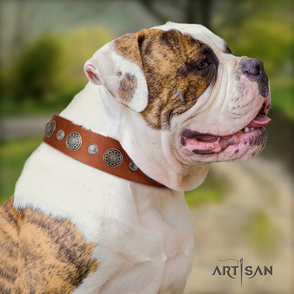 American Bulldog stunning full grain leather dog collar with studs for basic training