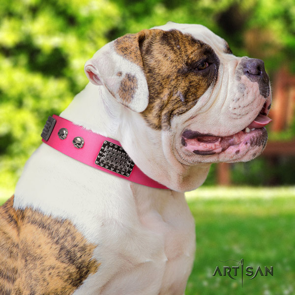 American Bulldog remarkable genuine leather dog collar with decorations for handy use