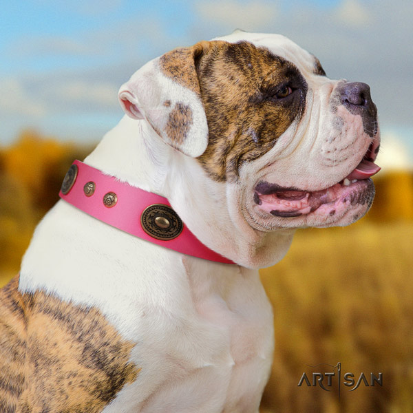 American Bulldog amazing genuine leather dog collar with decorations for everyday walking