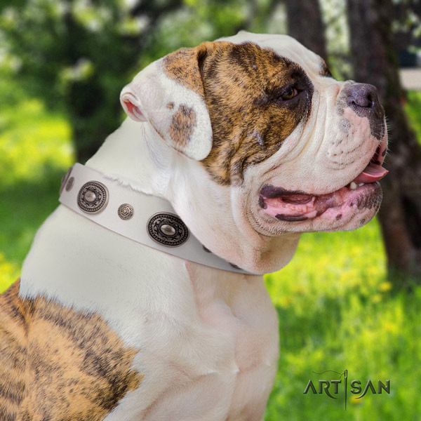American Bulldog inimitable leather dog collar with decorations for basic training