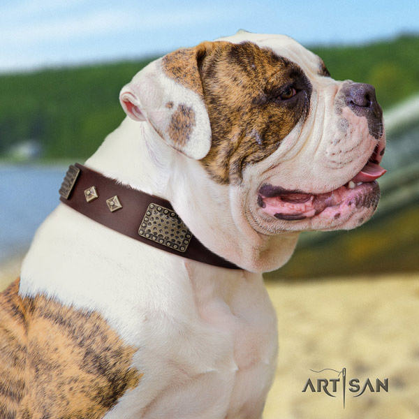 American Bulldog fashionable leather dog collar with adornments for everyday use