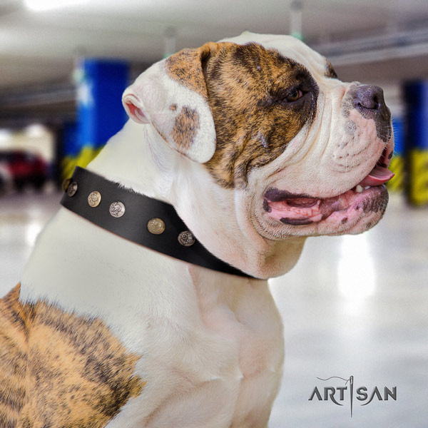 American Bulldog top notch leather dog collar with adornments for comfortable wearing