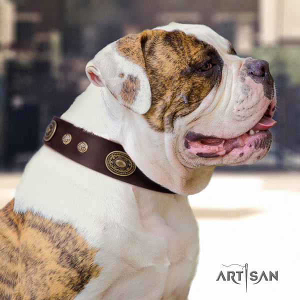 American Bulldog top notch genuine leather dog collar with adornments for everyday use