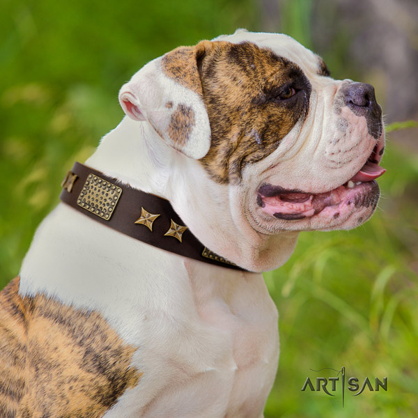 American Bulldog incredible genuine leather dog collar with decorations for fancy walking