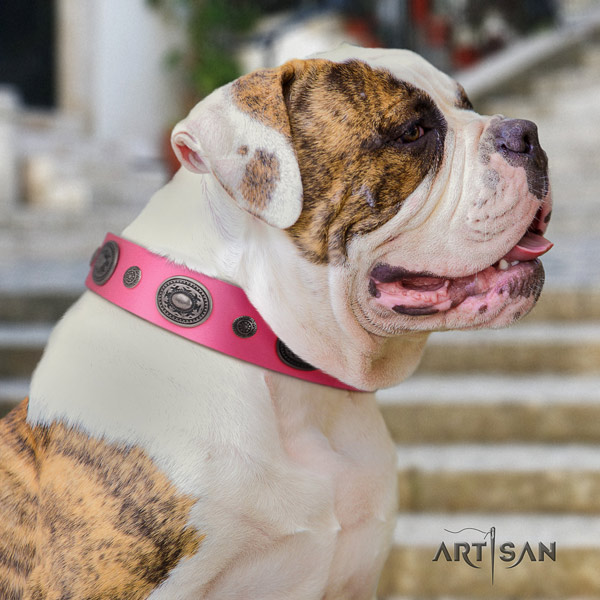 American Bulldog inimitable full grain leather dog collar with adornments for stylish walking