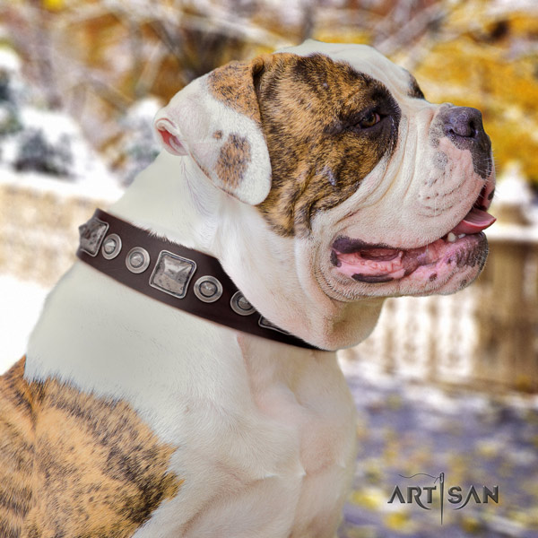 American Bulldog amazing genuine leather dog collar with decorations for basic training