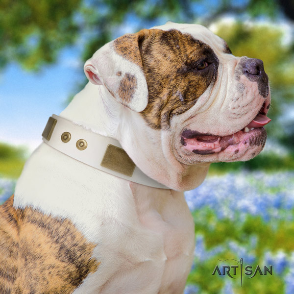 American Bulldog impressive full grain leather dog collar with embellishments for daily use