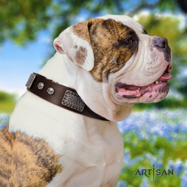 American Bulldog incredible genuine leather dog collar with studs for stylish walking